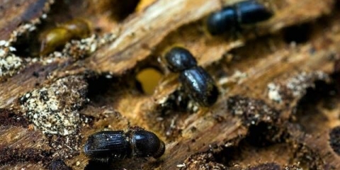 Bolesti kore voćaka i njihovo liječenje